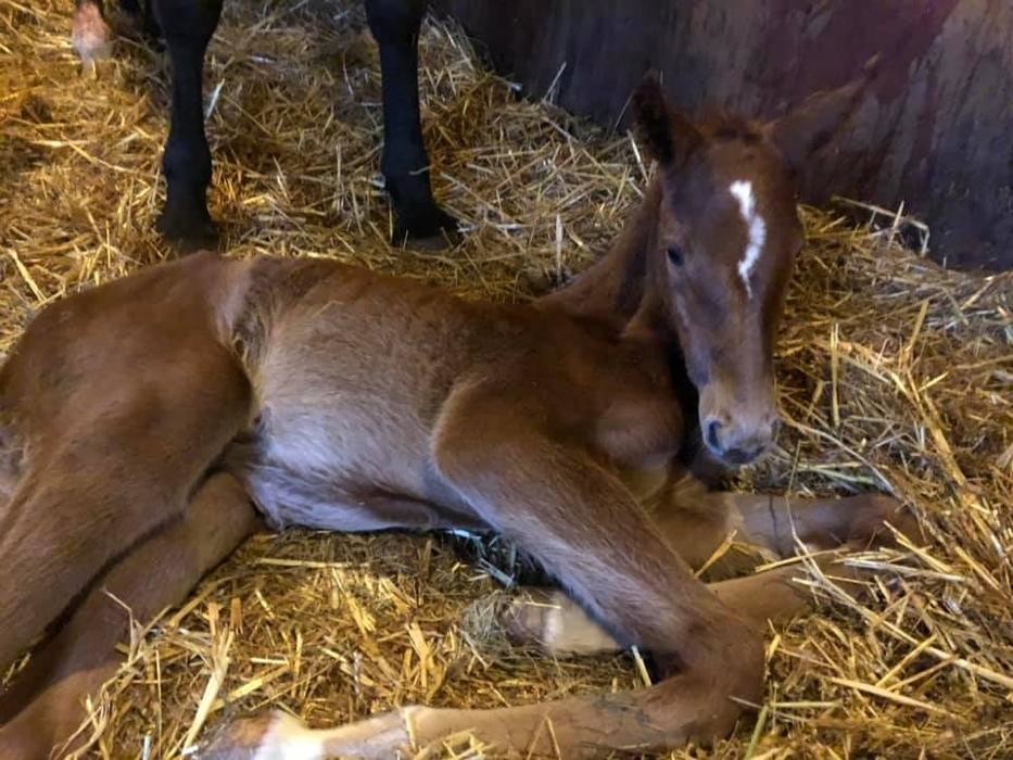 Images Kings Bounty Equine Practice