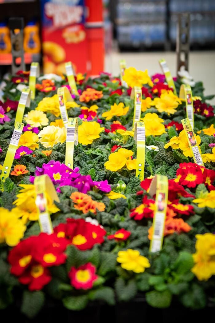 Images Lidl