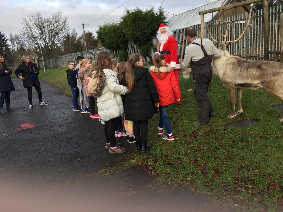 Images real reindeer scotland