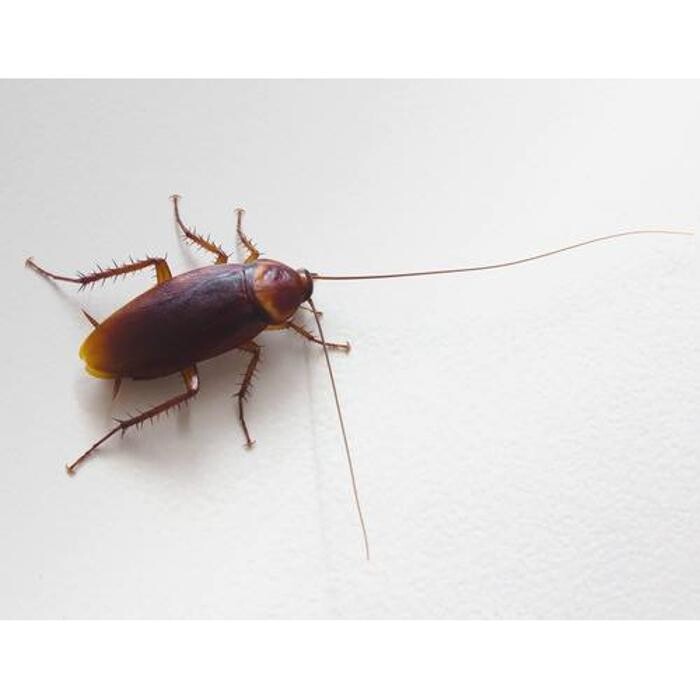 Images Pest Professionals - Central London