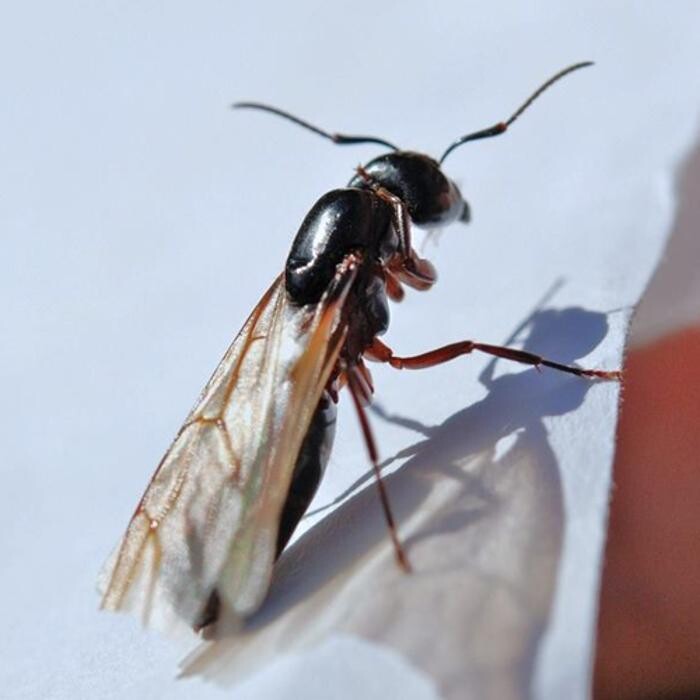 Images Pest Professionals - Central London