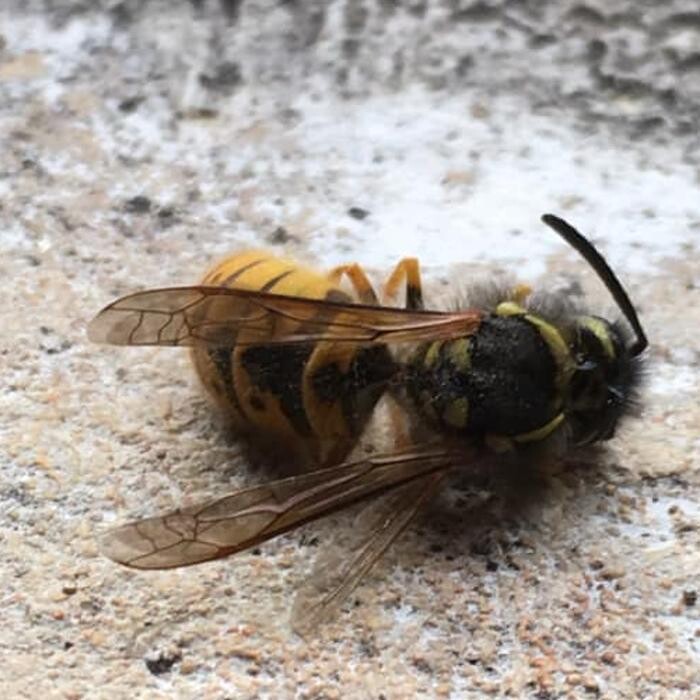 Images Pest Professionals - Central London