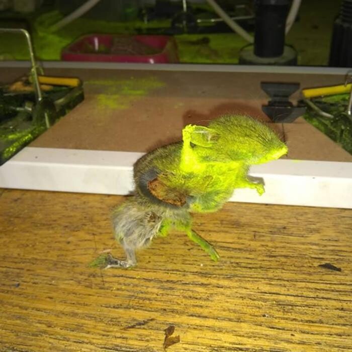 Images Pest Professionals - Central London