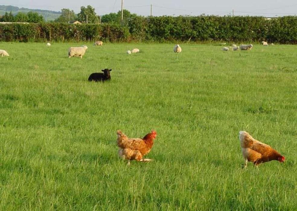 Images Lowerfield Farm