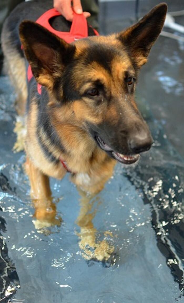 Images Kent and Medway Hydrotherapy