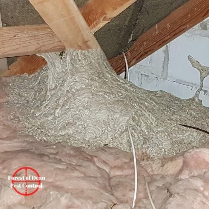 Images Forest Of Dean Pest Control