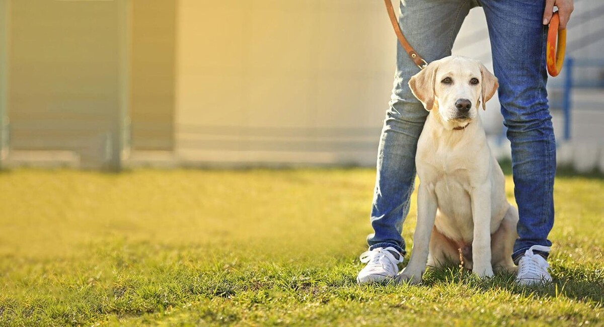 Images Gonda's Veterinary Practice