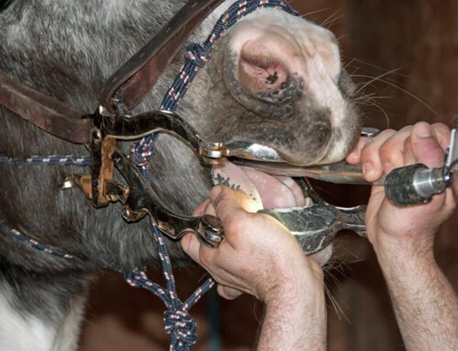 Images Gonda's Veterinary Practice