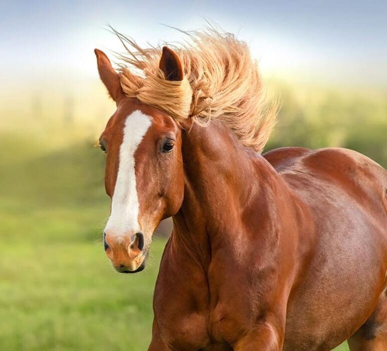 Images Gonda's Veterinary Practice