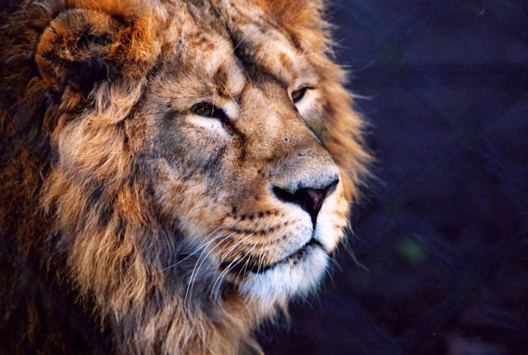 Images Mike Crutchley