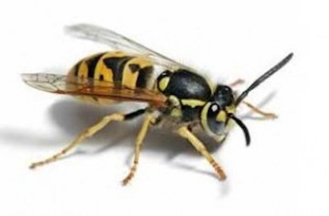 Images Rainbow Pest Control & Environmental Services