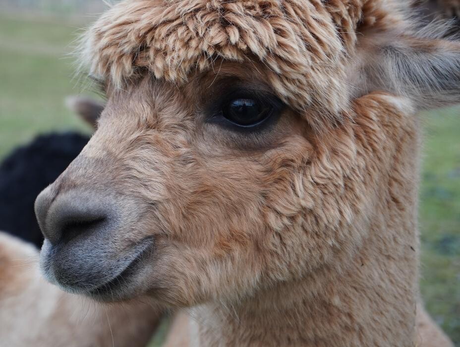 Images Brucklay Park