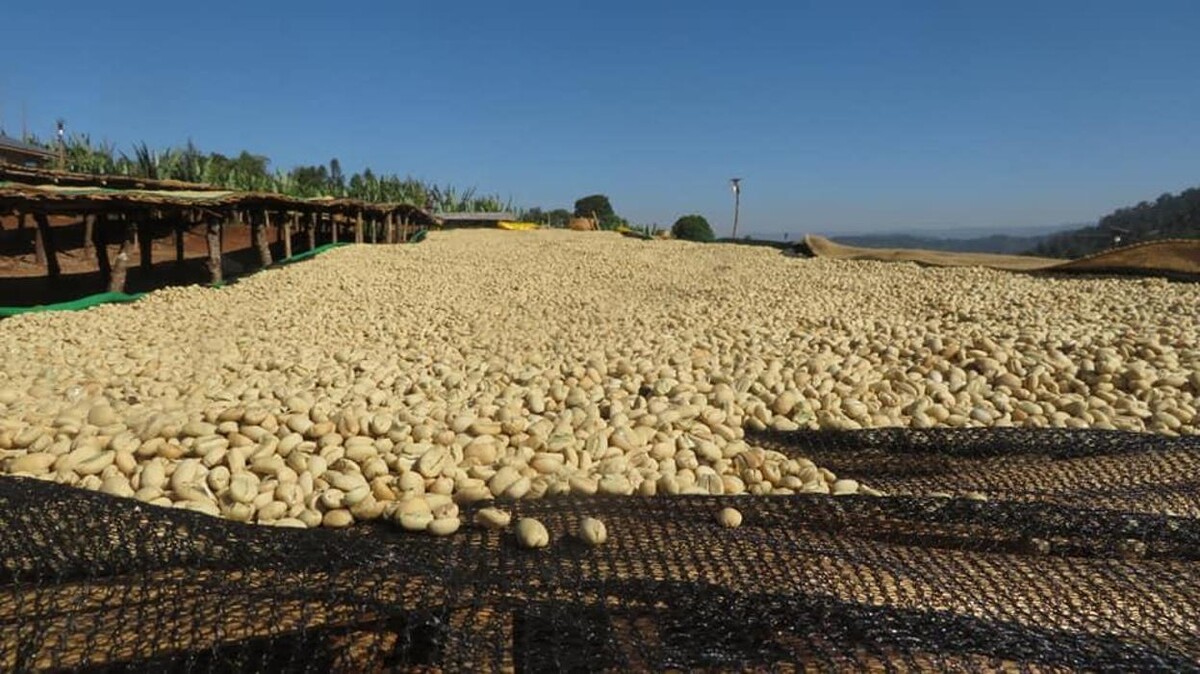Images ETHIOCOFFEE IMPORTERS & DISTRIBUTORS LTD