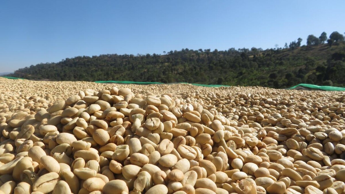 Images ETHIOCOFFEE IMPORTERS & DISTRIBUTORS LTD