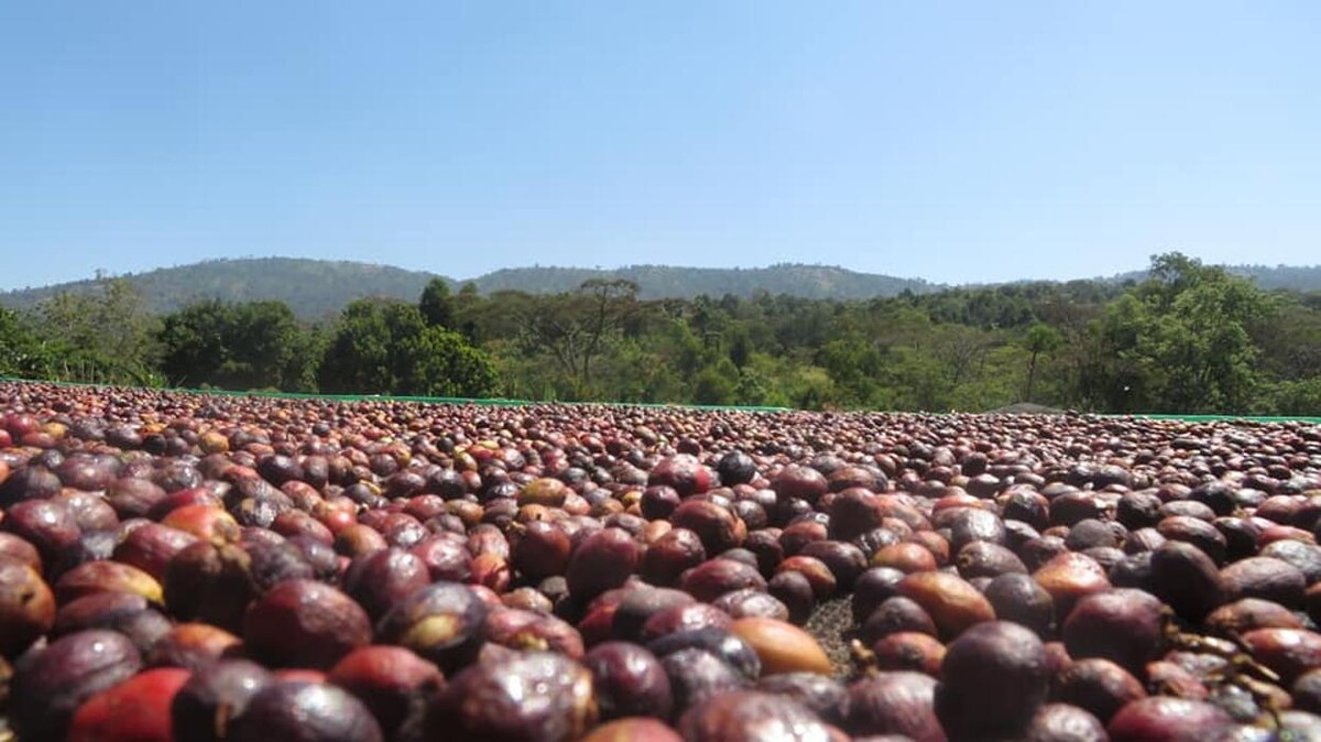 Images ETHIOCOFFEE IMPORTERS & DISTRIBUTORS LTD