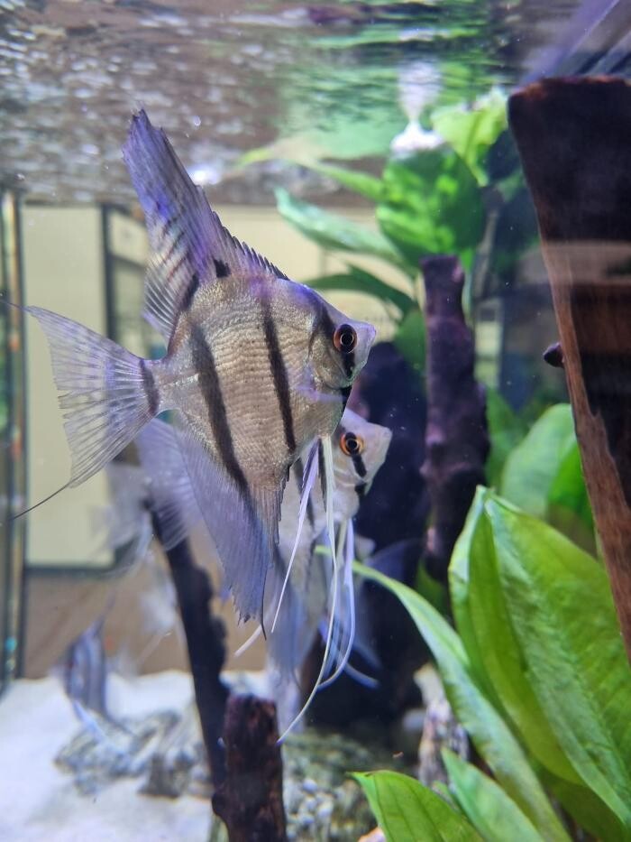 Images Maidenhead Aquatics Stapleton