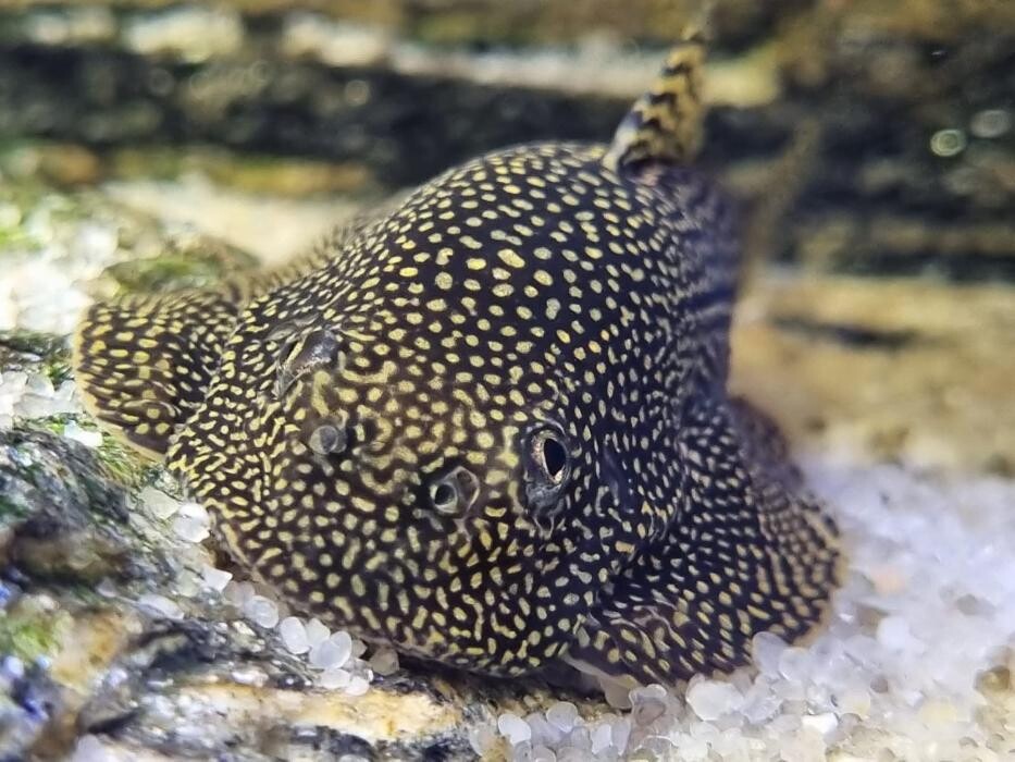 Images Maidenhead Aquatics Stapleton