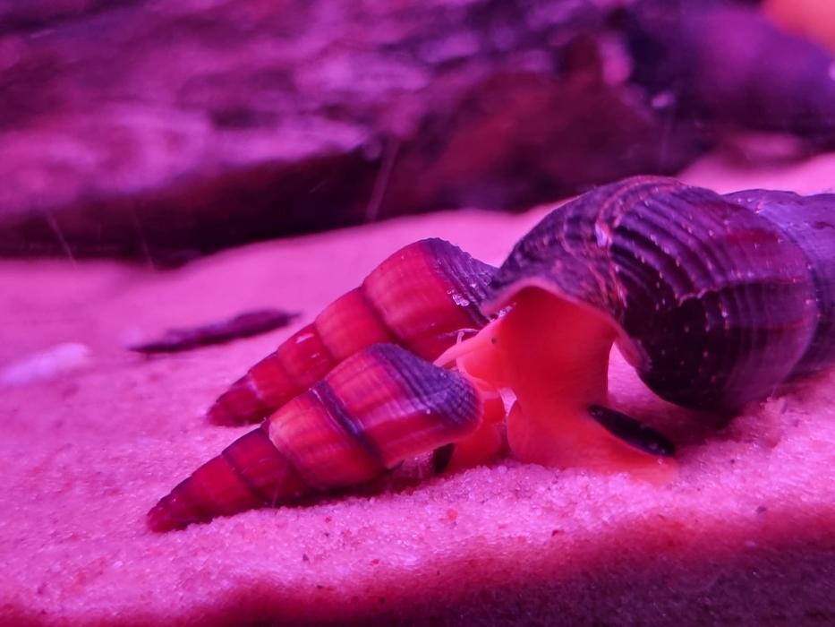 Images Maidenhead Aquatics Stapleton