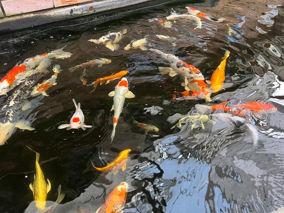 Images Maidenhead Aquatics Stapleton