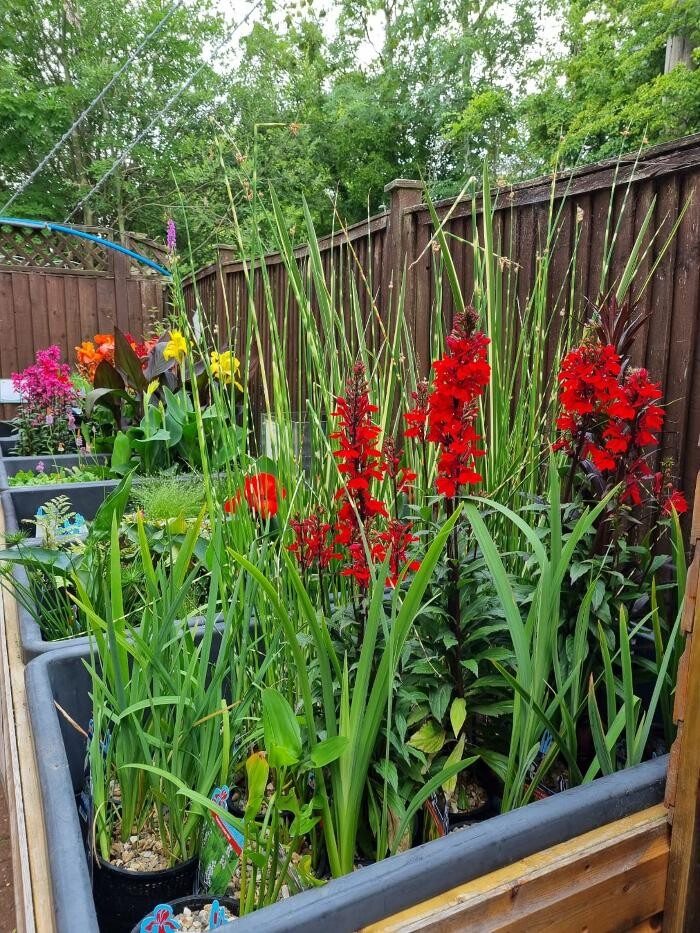 Images Maidenhead Aquatics Stapleton