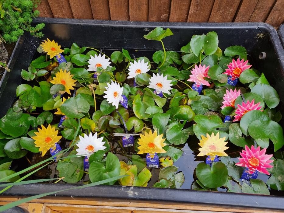 Images Maidenhead Aquatics Stapleton