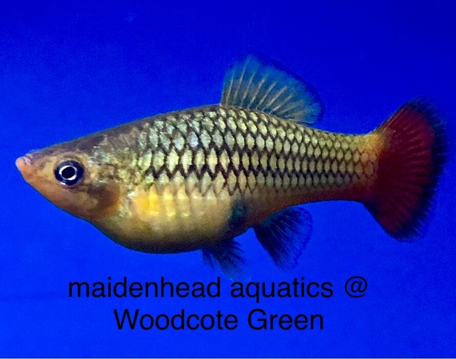 Images Maidenhead Aquatics Woodcote Green