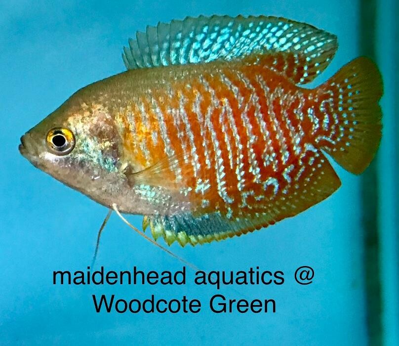 Images Maidenhead Aquatics Woodcote Green