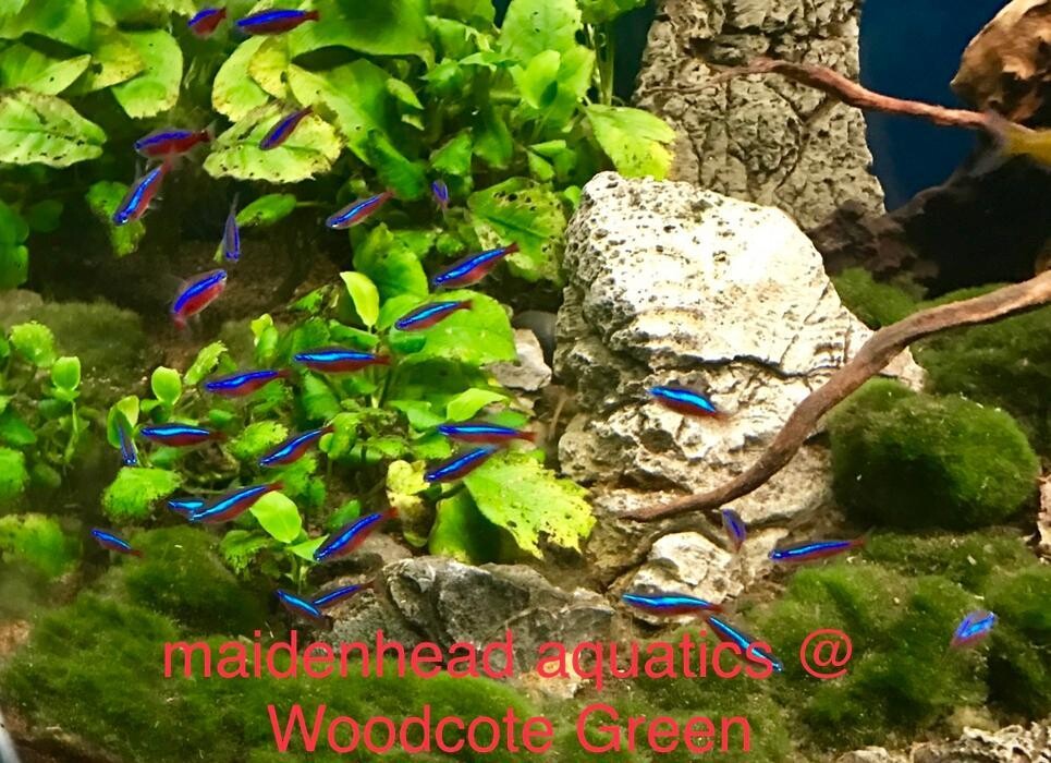 Images Maidenhead Aquatics Woodcote Green