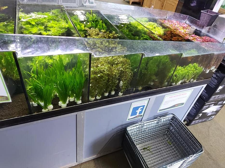 Images Maidenhead Aquatics Woodcote Green