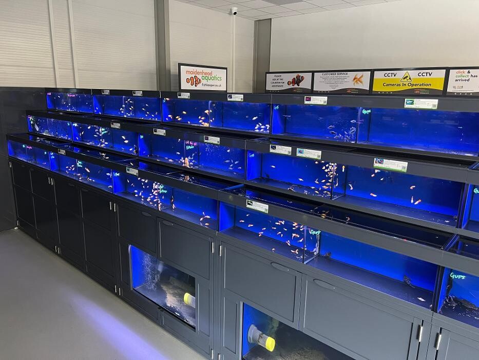 Images Maidenhead Aquatics Rokers