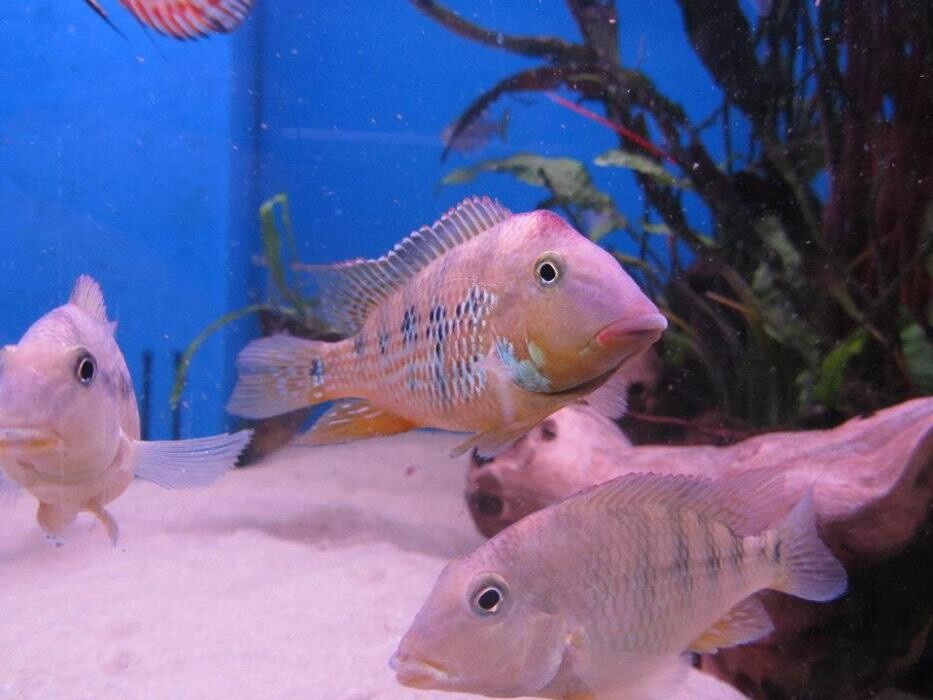 Images Fishkeeper Glasgow (Coatbridge)