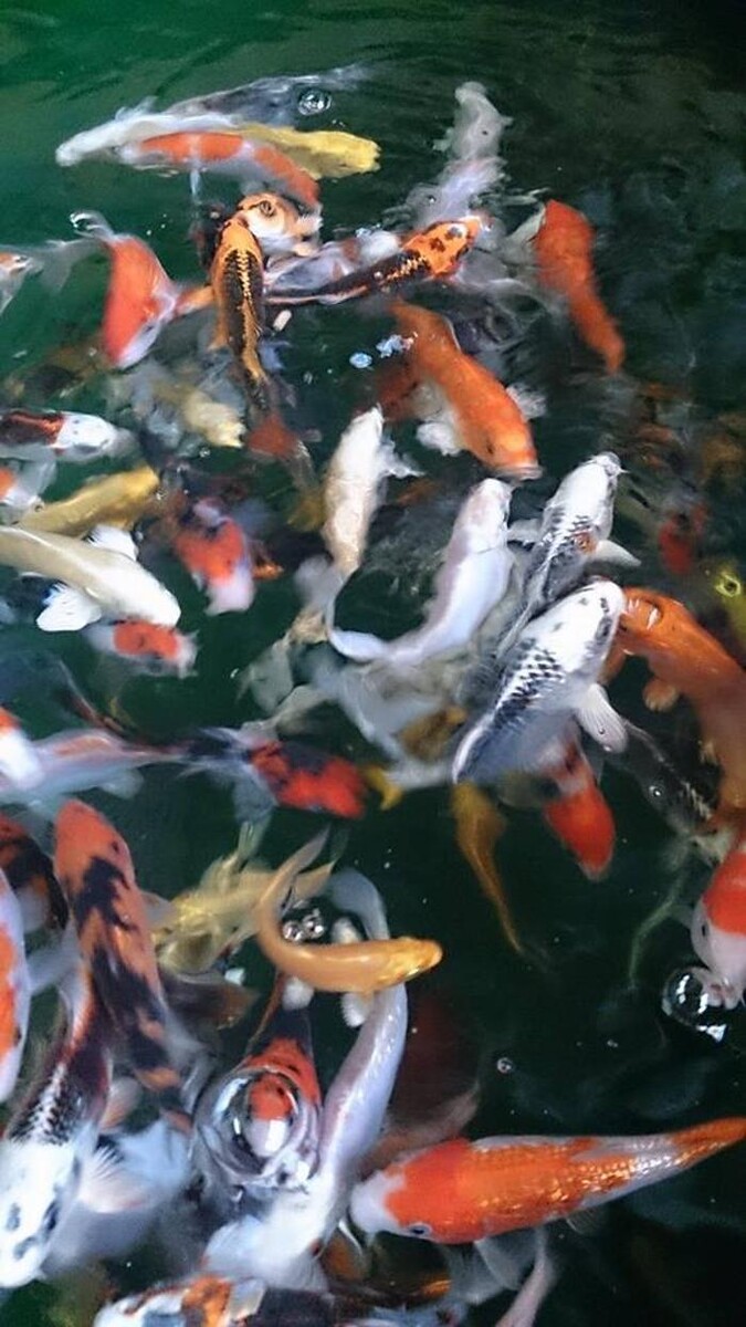 Images Fishkeeper Glasgow (Coatbridge)