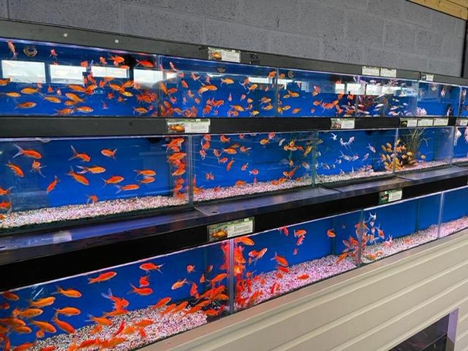 Images Maidenhead Aquatics Leicester