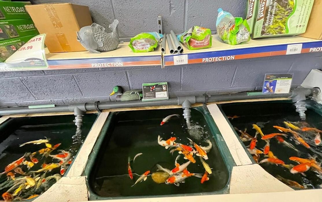 Images Maidenhead Aquatics Leicester