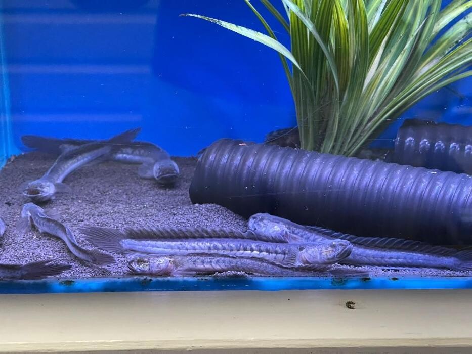 Images Maidenhead Aquatics Leicester