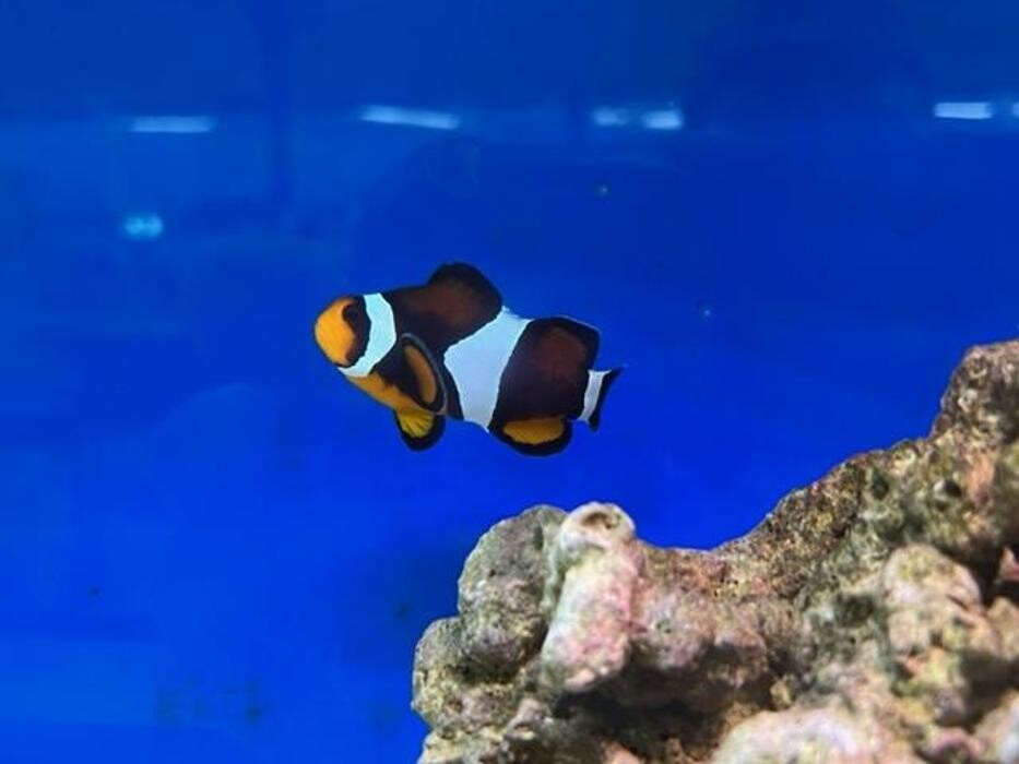 Images Maidenhead Aquatics Leicester