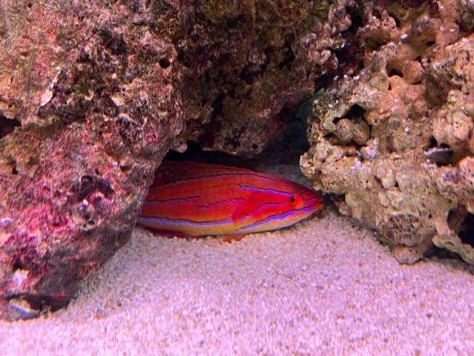 Images Maidenhead Aquatics Leicester