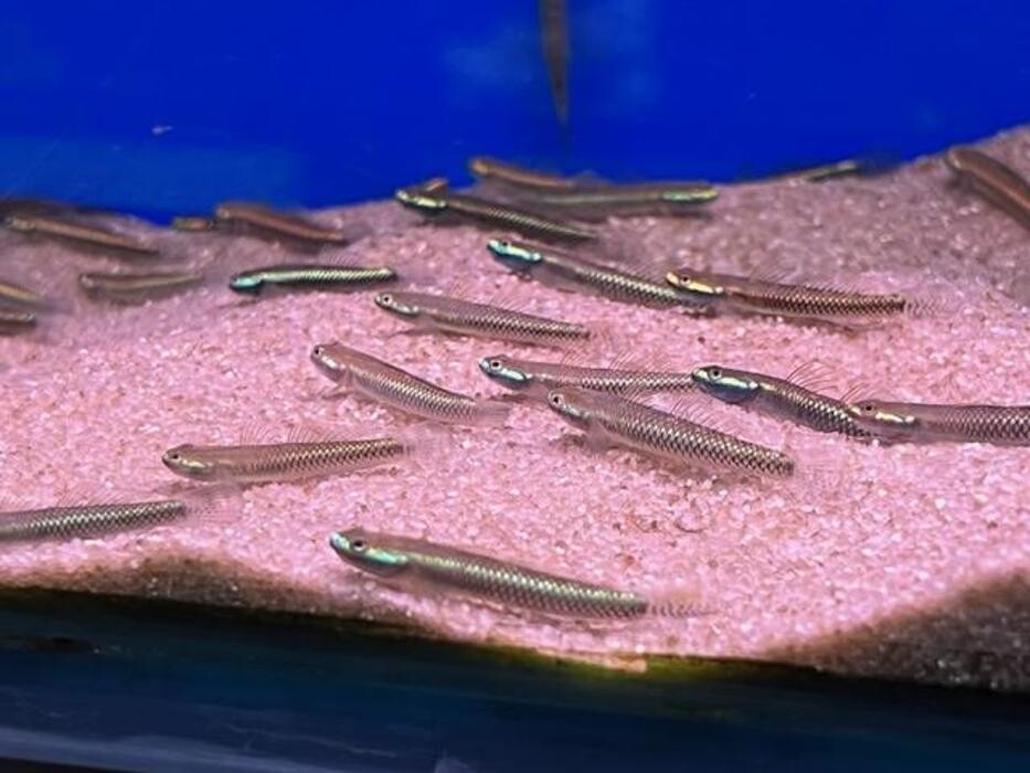 Images Maidenhead Aquatics Leicester