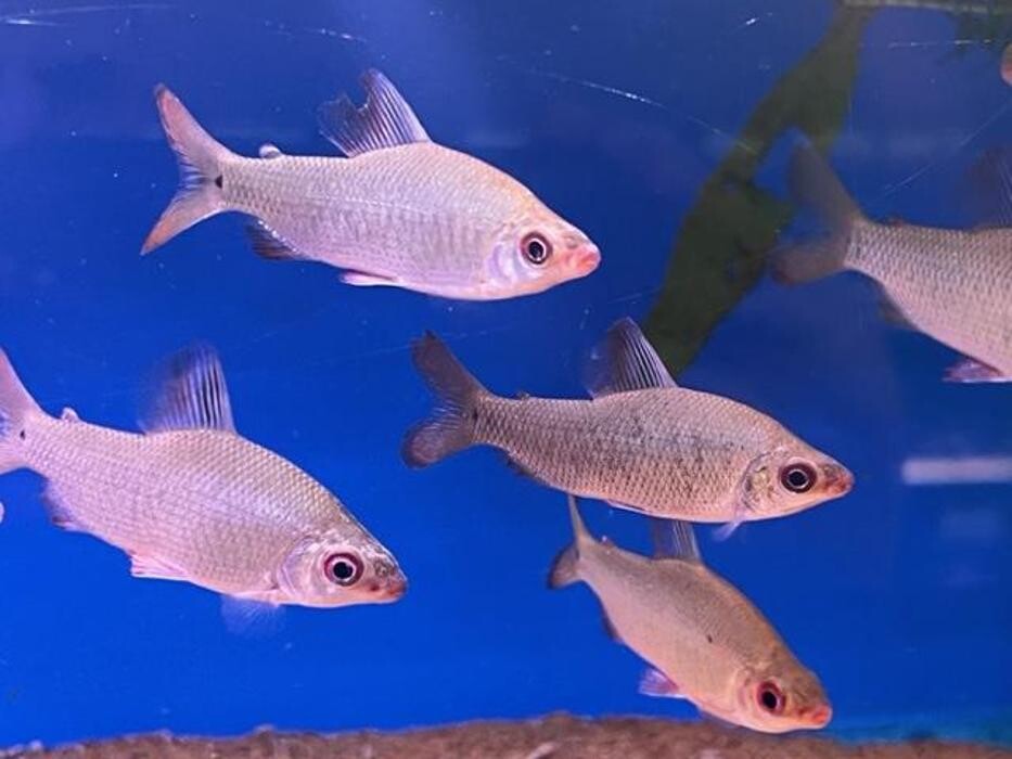 Images Maidenhead Aquatics Leicester