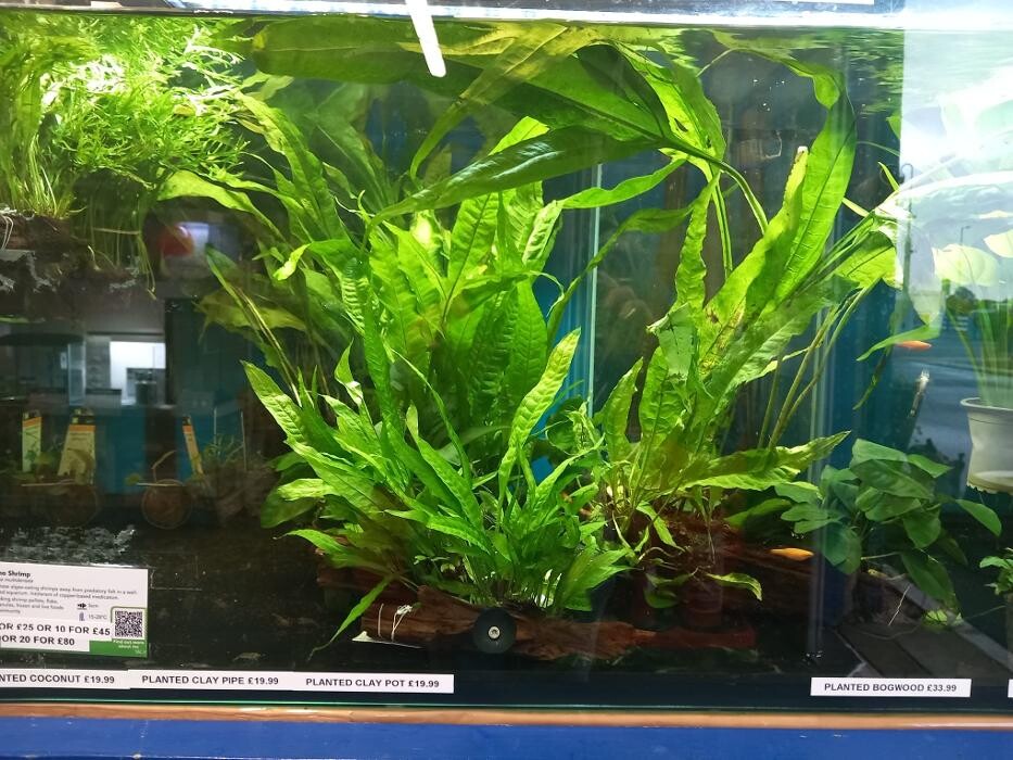 Images Maidenhead Aquatics Stokesley