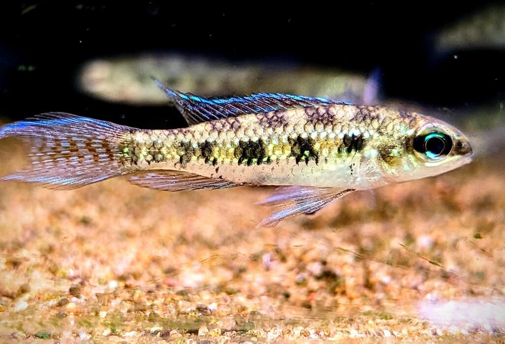 Images Maidenhead Aquatics Weybridge