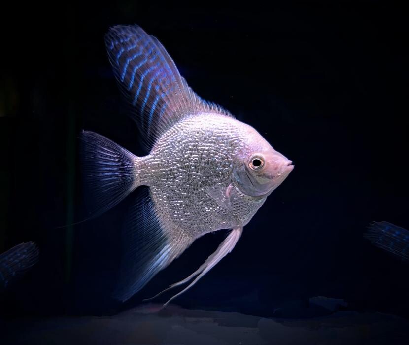 Images Maidenhead Aquatics Weybridge