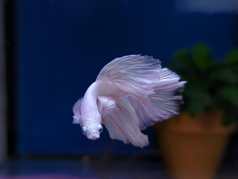 Images Maidenhead Aquatics Weybridge