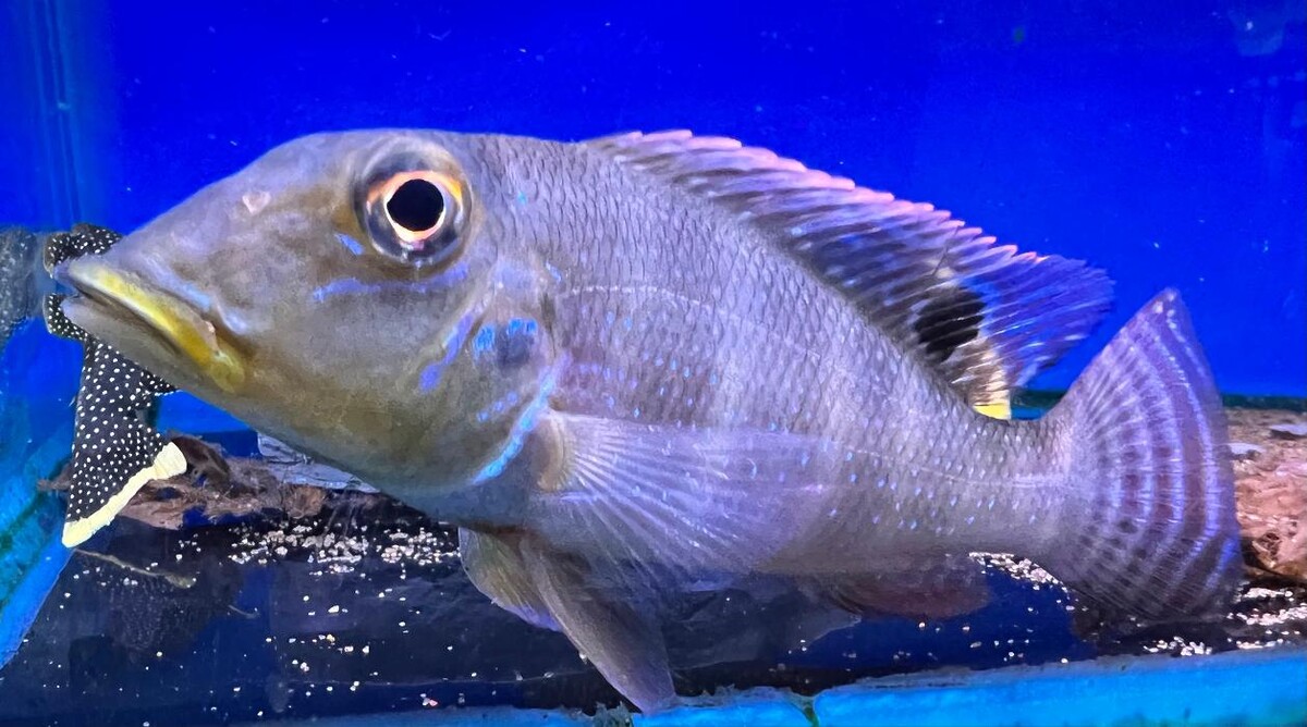 Images Maidenhead Aquatics Farnham