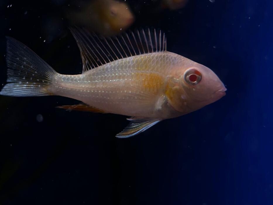 Images Maidenhead Aquatics Huntingdon