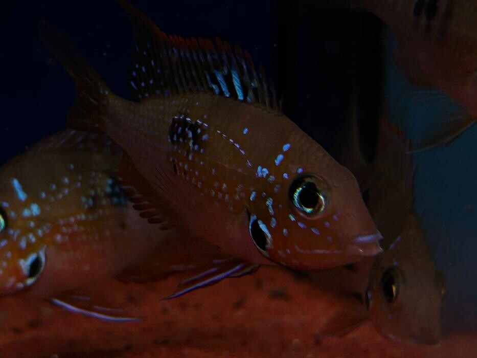 Images Maidenhead Aquatics Huntingdon