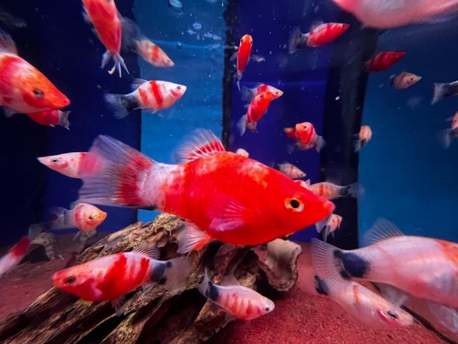 Images Maidenhead Aquatics Huntingdon