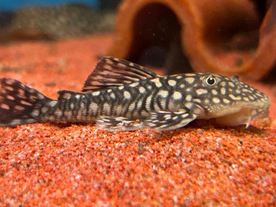 Images Maidenhead Aquatics Huntingdon