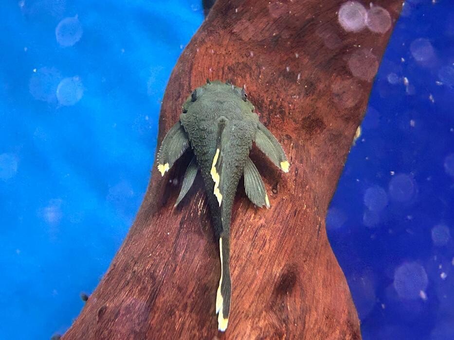 Images Maidenhead Aquatics Huntingdon