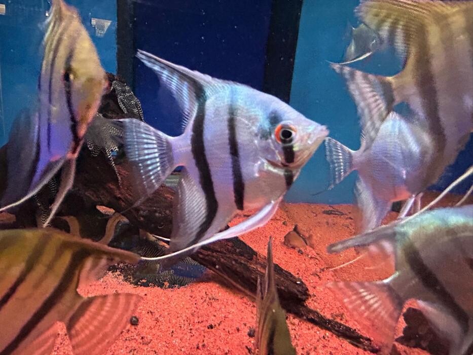 Images Maidenhead Aquatics Huntingdon